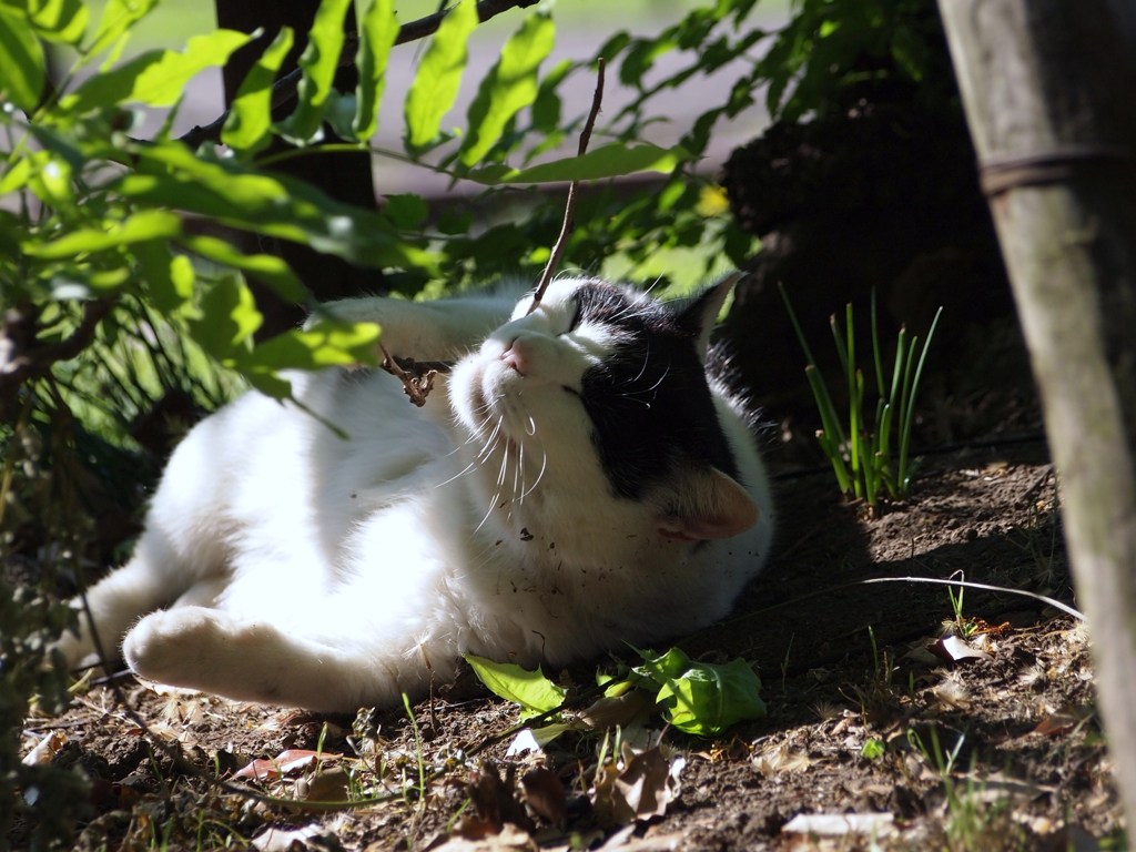 初夏のひととき Ⅰ