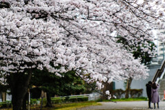 雪崩桜