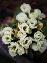 ムンクのブーケ