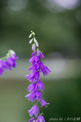 はにかみ屋さん