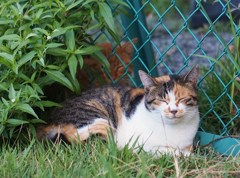 残暑の背後猫