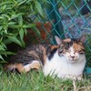 残暑の背後猫