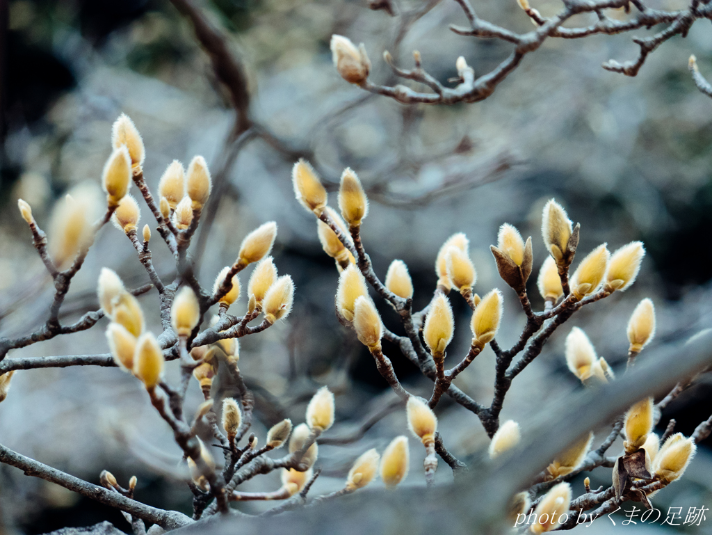 ささやかな希望