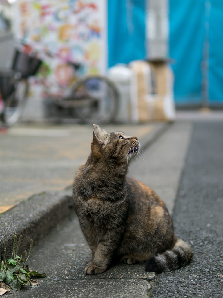 天気が気ににゃる