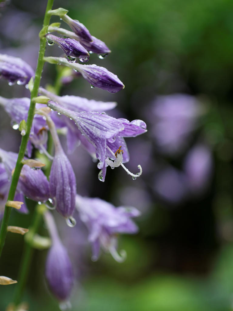 雨色　紫