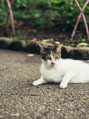 夏の魔物Ⅴ