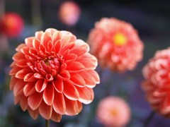 秋宴 ～ｼｭｳｴﾝ～ ⅩⅤ