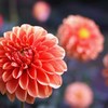 秋宴 ～ｼｭｳｴﾝ～ ⅩⅤ