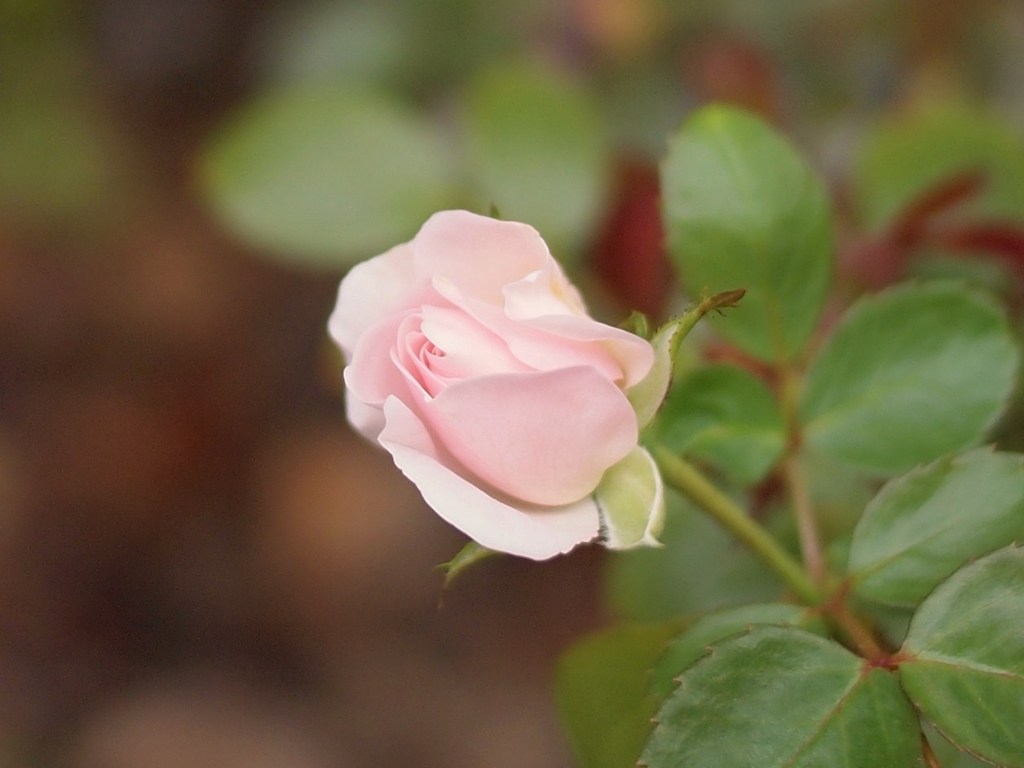 Autumn rose Ⅵ