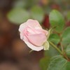 Autumn rose Ⅵ
