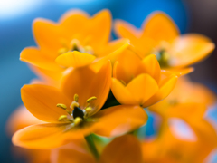 俺家のおれんじ 俺家のおれんじ