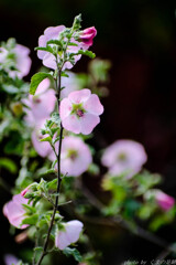 ヒカリ・オドル