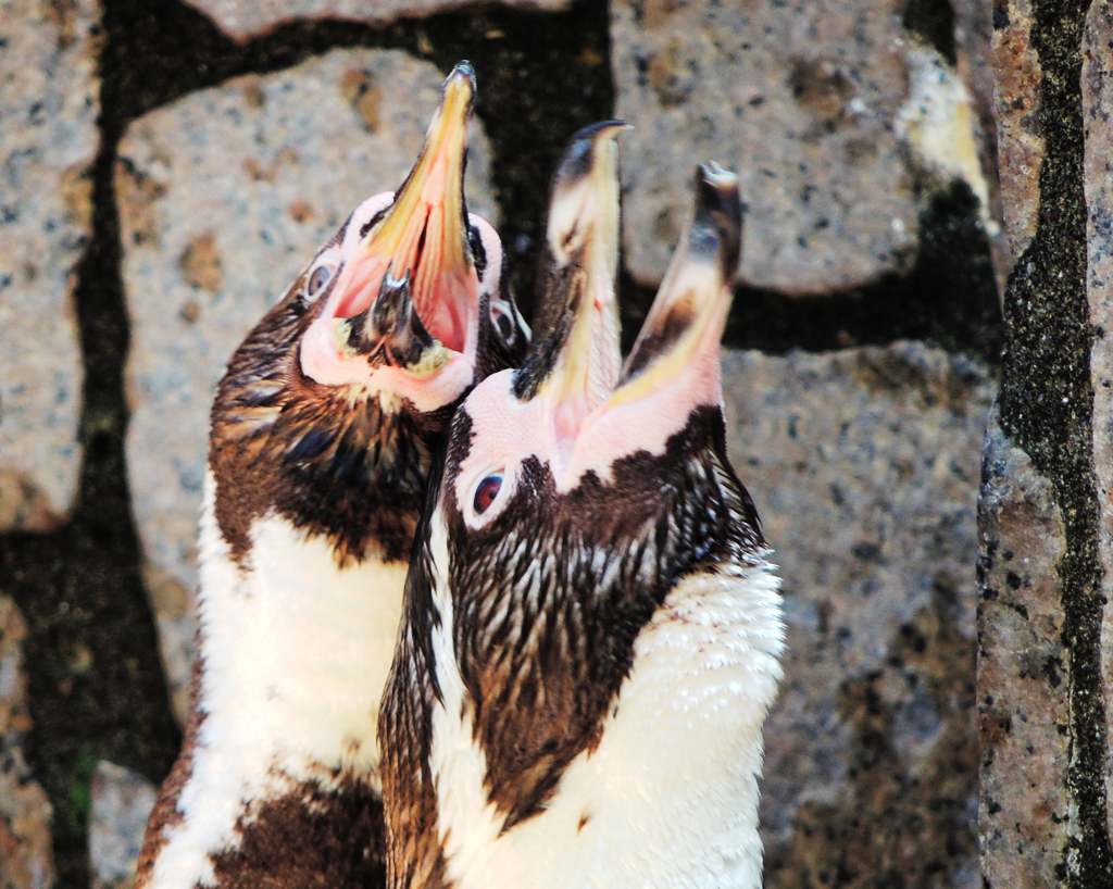 あっちぃ～よ～!!