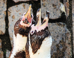 あっちぃ～よ～!!