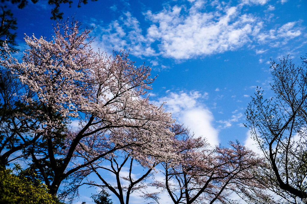 春流晴天