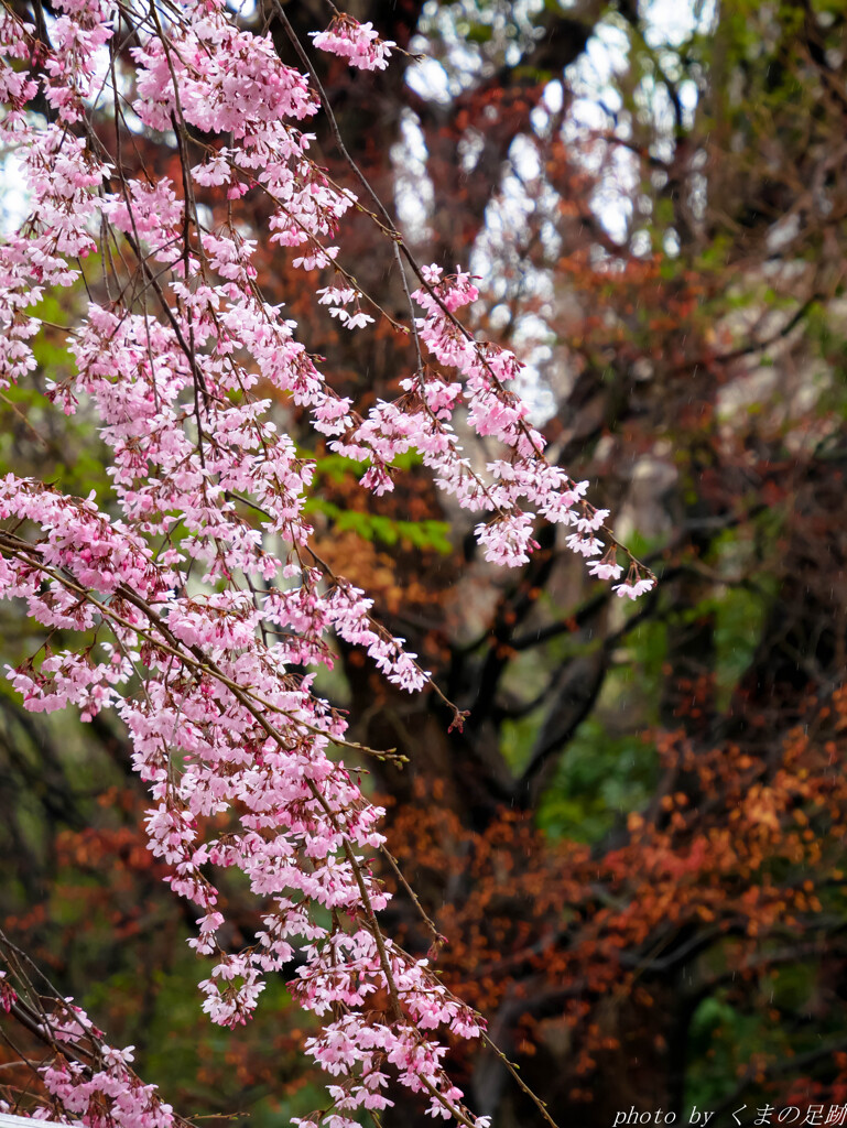 枝垂れ雨