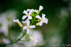 風待ちプロペラ