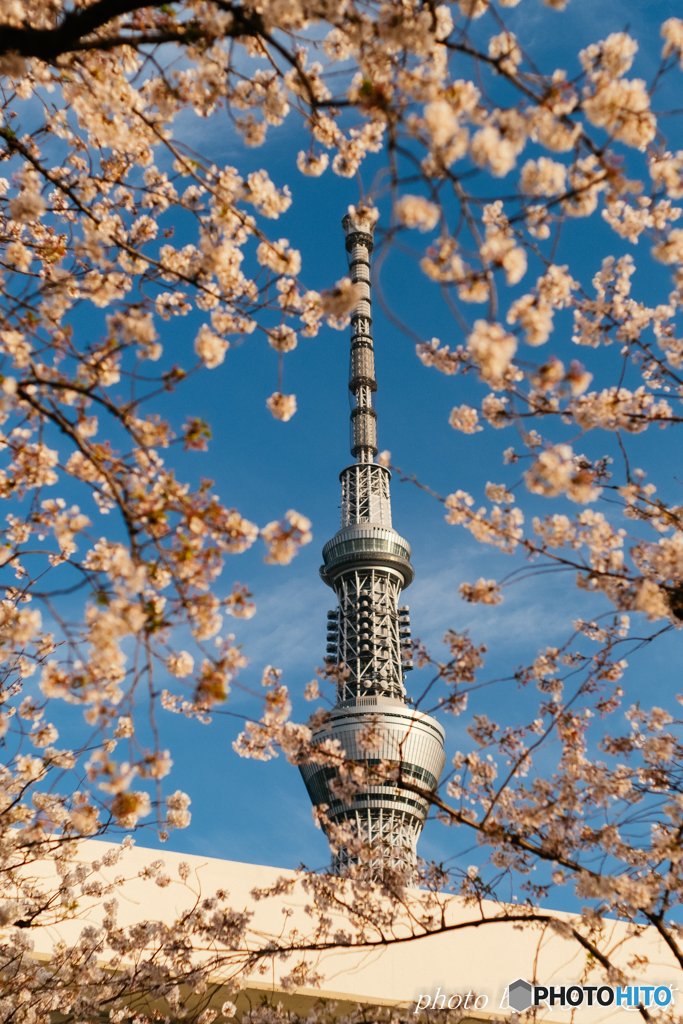 花を添えて