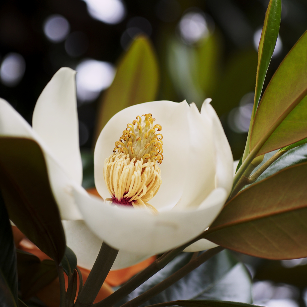 食べられません