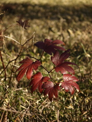 冬の光に