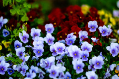 まじめなレンズ