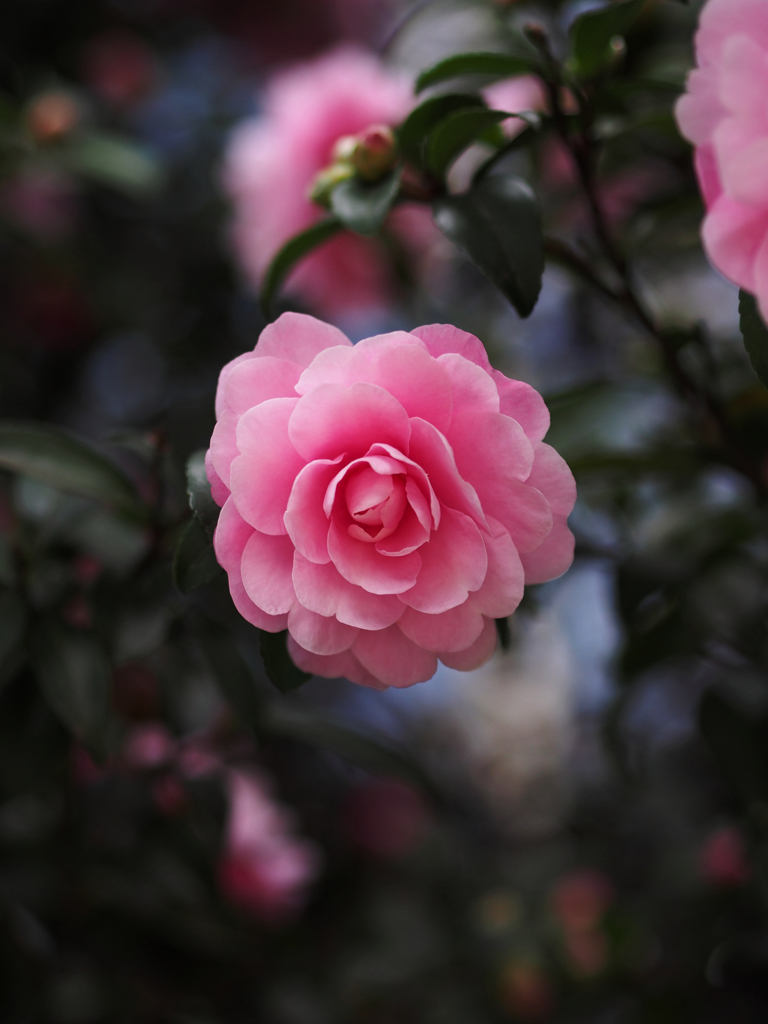 華やぎ