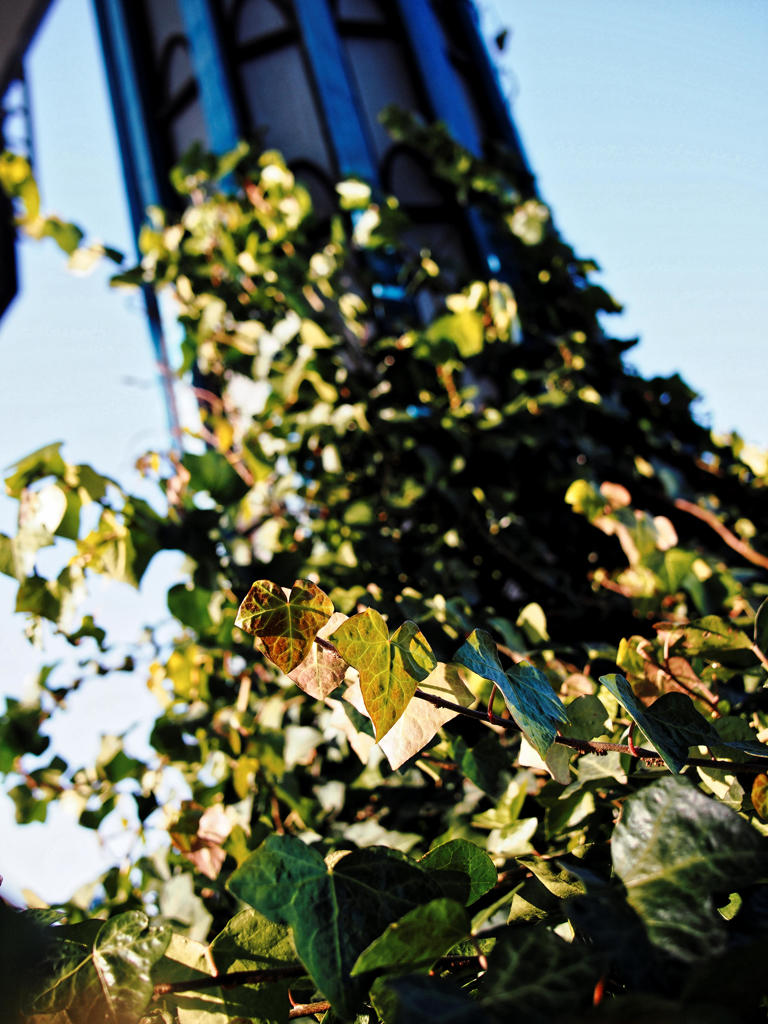 冬の色をたのしむ　⑭