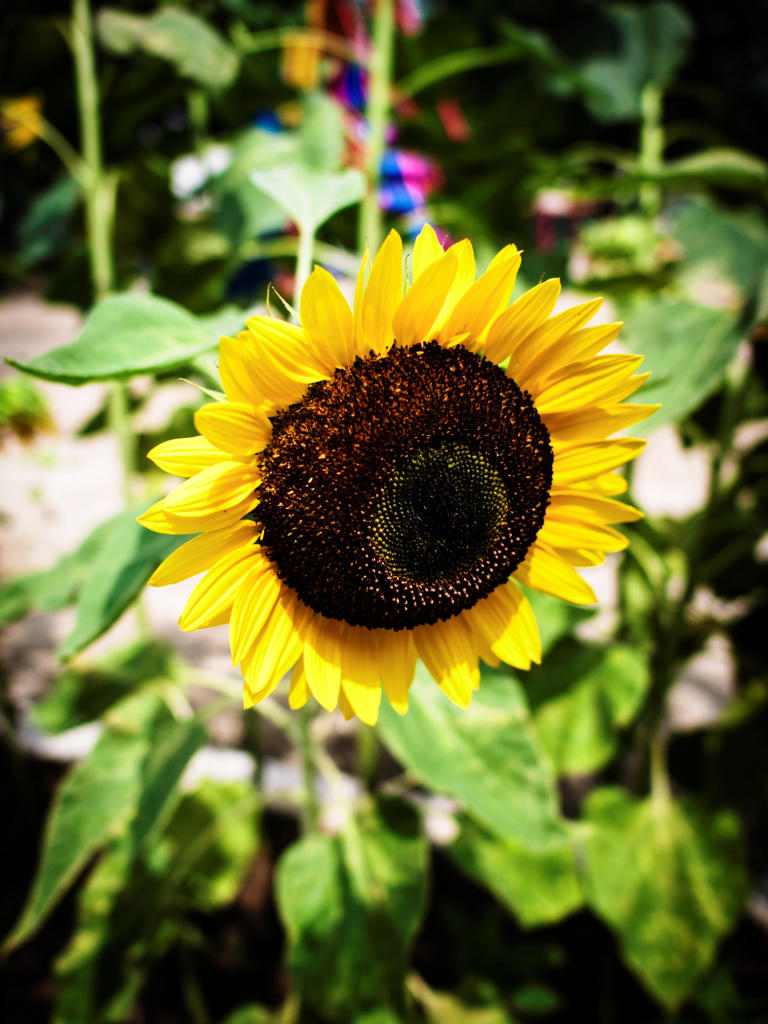 夏の太陽もそろそろ