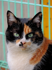 ルーツを探して