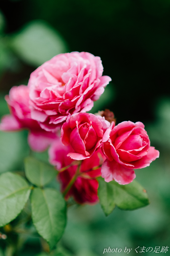 時の過ぎゆくままに