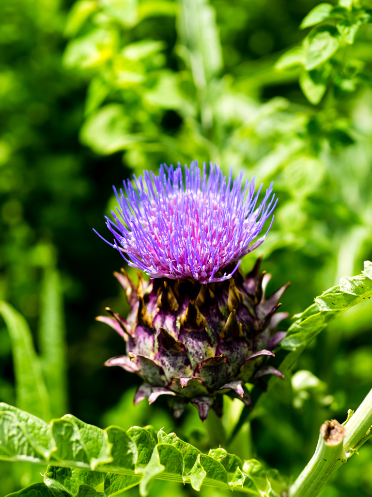 浪速のおばちゃんヘアー