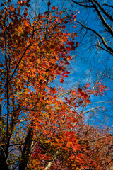 紅葉礼賛