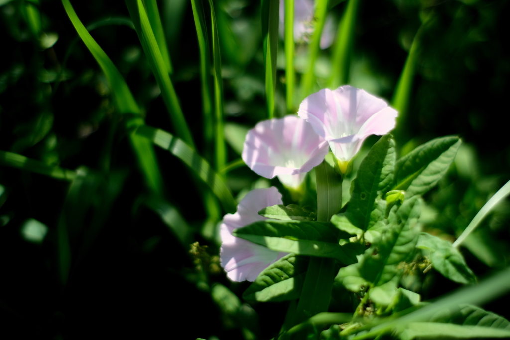 夏風邪は忘れたころにやってくる