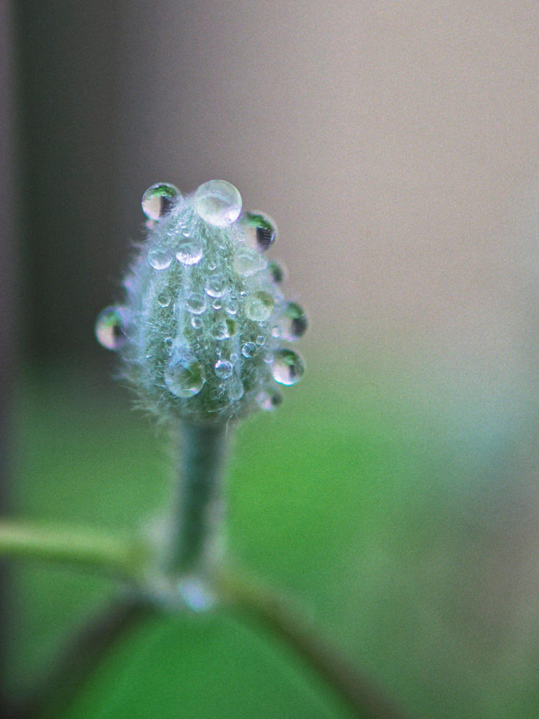 雨あがる