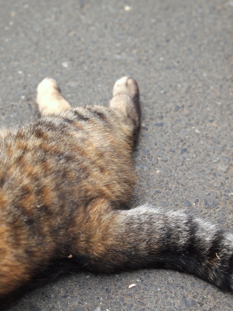 初夏のひととき Ⅳ