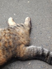 初夏のひととき Ⅳ