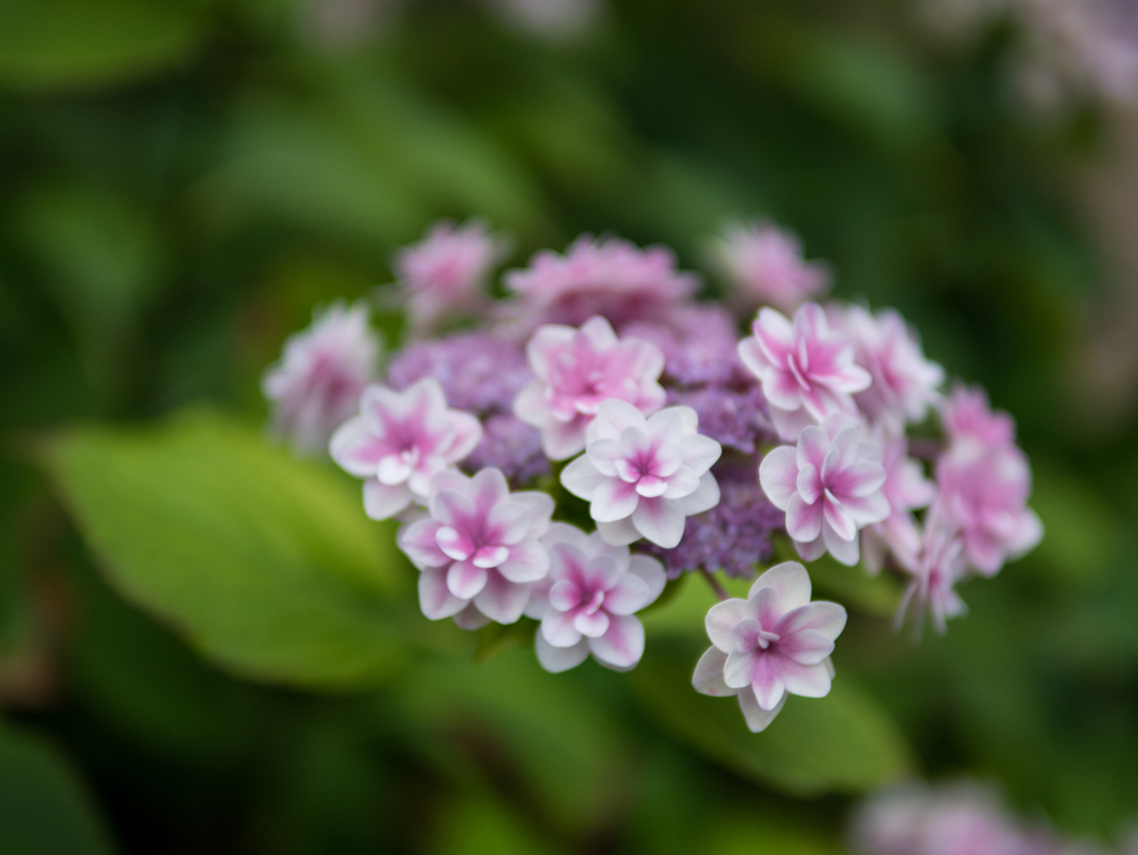 大和撫子バージョン