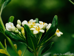 てのひらに咲く