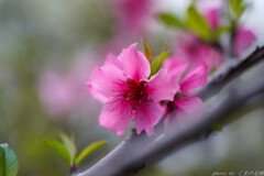 あーもんどの花