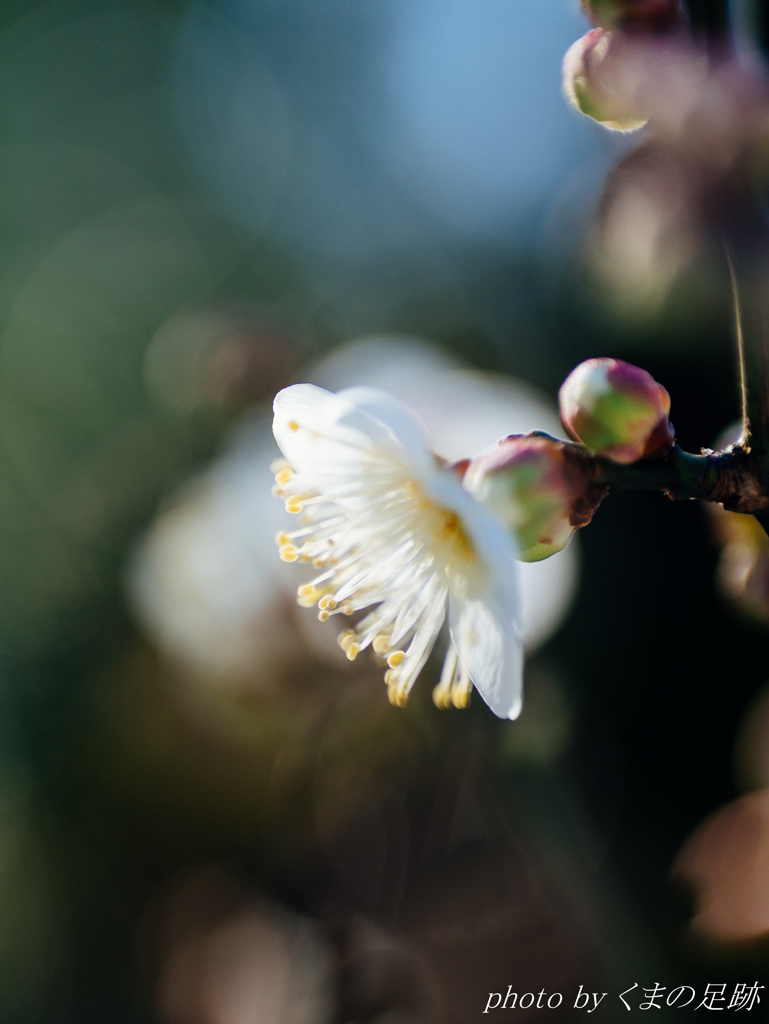 ひげ面土曜日：SIGMA 60mm