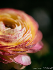 がらにもなく･･･