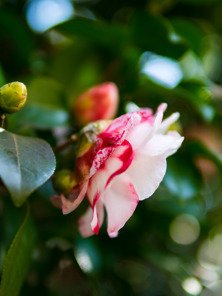 ストロベリーミックス