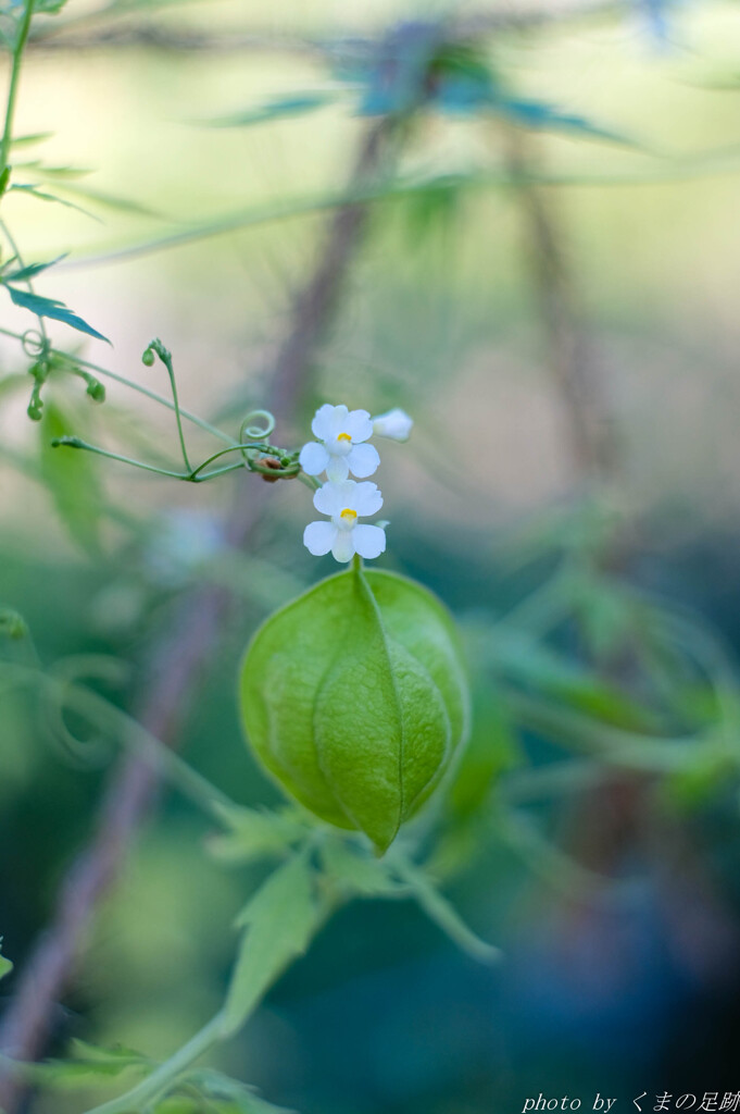おちょぼ花