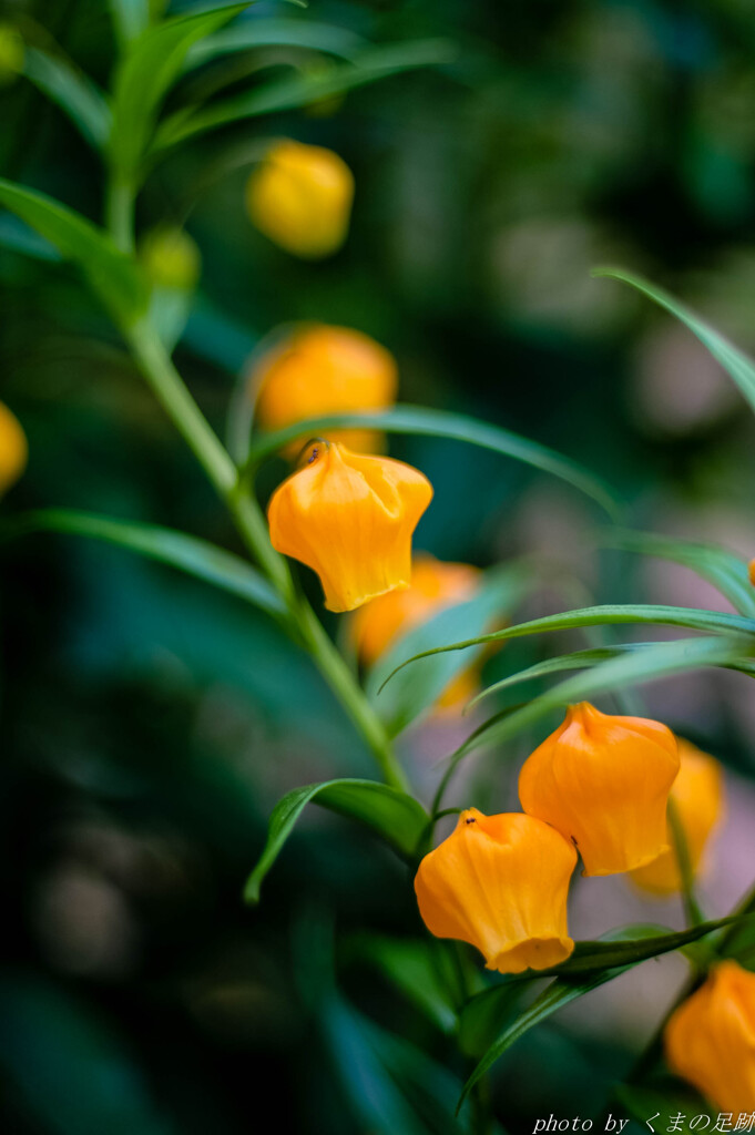 おちょぼ口花