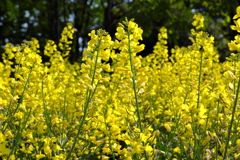 結論先送り、でも花は待ってくれない