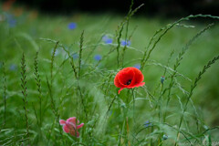 くれない、一滴