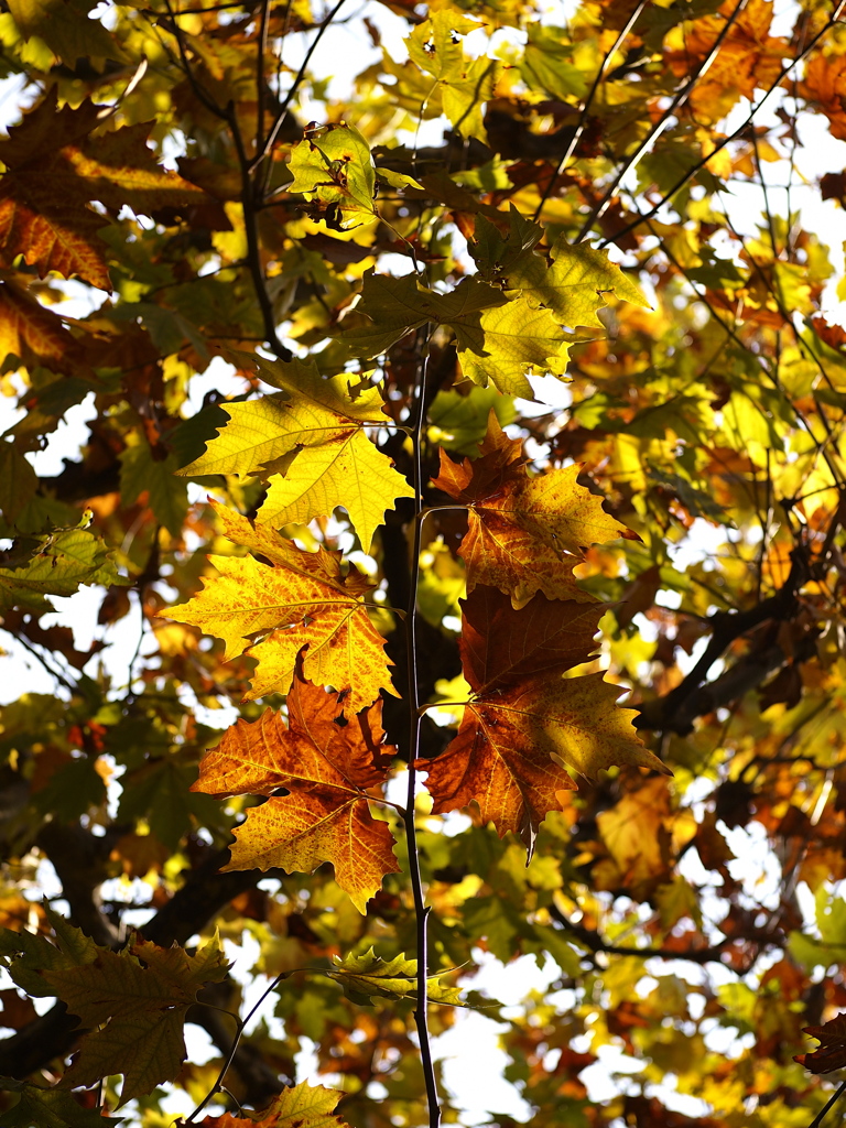 いつかまたねと