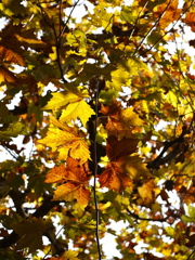 いつかまたねと