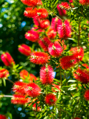 れっどうぉーりあーず