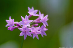 盛夏の華美